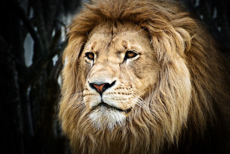 Lion 